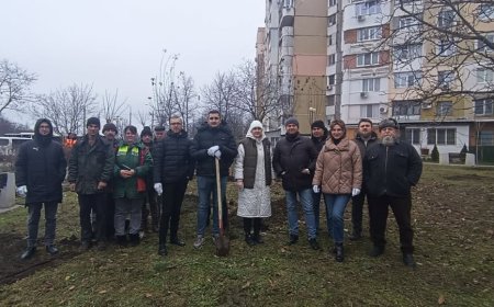 Plantarea unui copac frumos este întotdeauna o idee bună!