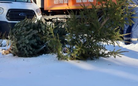 ♻️Primăria Chișinău informează că, și în acest an, toți brazii și molizii utilizați de chișinăuieni în perioada sărbăt...