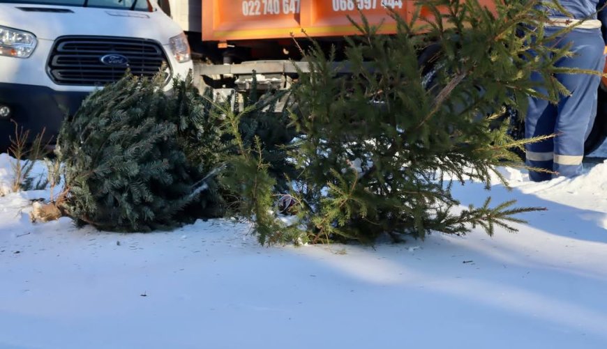 ♻️Primăria Chișinău informează că, și în acest an, toți brazii și molizii utilizați de chișinăuieni în perioada sărbăt...