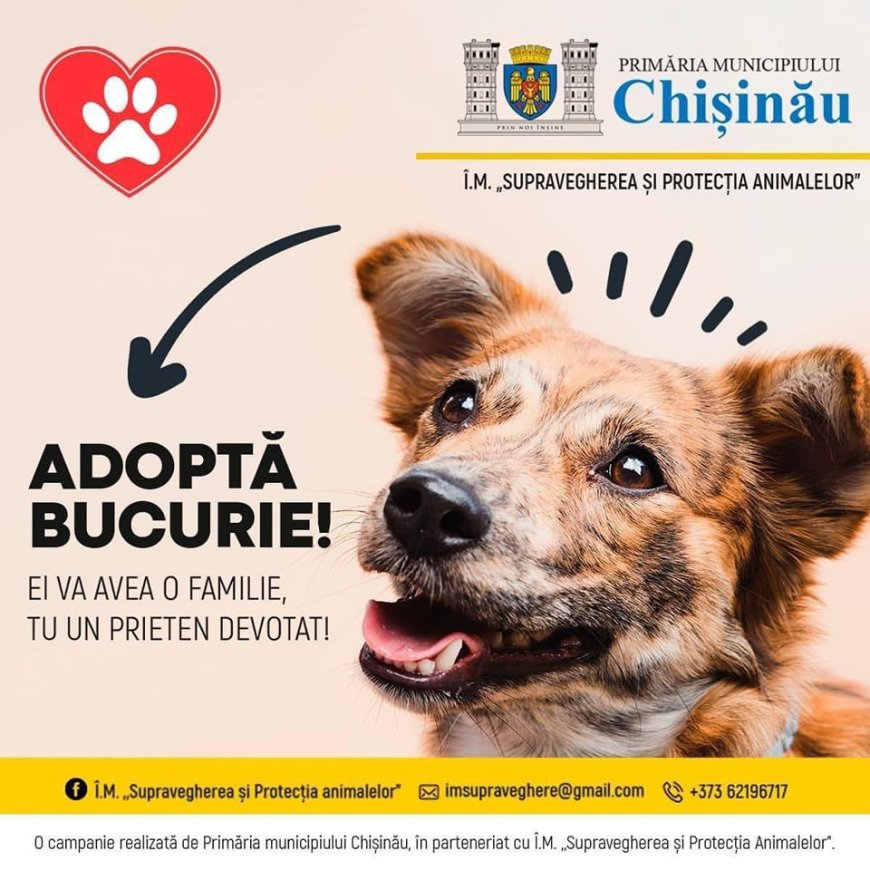 Elevii din cadrul Centrului orășenesc al tinerilor naturaliști, au vizitat adăpostul pentru animale din municipiul Chișinău.